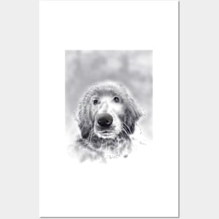 Young golden retriever Posters and Art